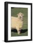 Whitefaced Woodland Sheep-DLILLC-Framed Photographic Print