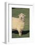 Whitefaced Woodland Sheep-DLILLC-Framed Photographic Print