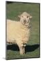 Whitefaced Woodland Sheep-DLILLC-Mounted Photographic Print