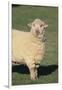 Whitefaced Woodland Sheep-DLILLC-Framed Photographic Print