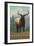 Whitefish, Montana - Elk Scene-Lantern Press-Framed Art Print