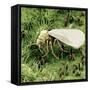 Whitefly on Leaf-null-Framed Stretched Canvas