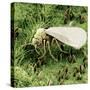 Whitefly on Leaf-null-Stretched Canvas