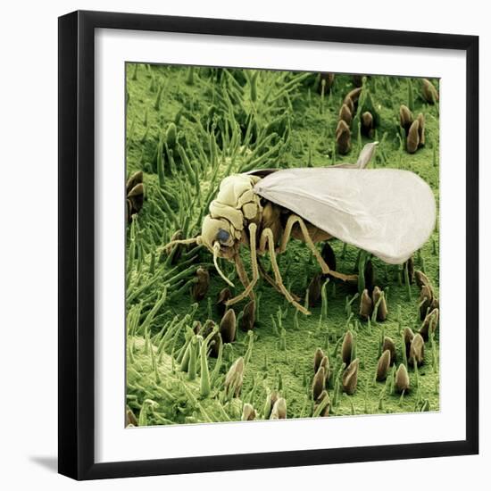 Whitefly on Leaf-null-Framed Photographic Print