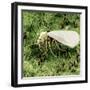 Whitefly on Leaf-null-Framed Photographic Print