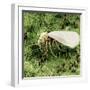 Whitefly on Leaf-null-Framed Photographic Print