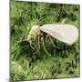 Whitefly on Leaf-null-Mounted Photographic Print