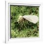 Whitefly on Leaf-null-Framed Photographic Print