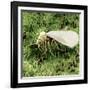 Whitefly on Leaf-null-Framed Photographic Print