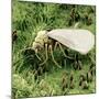 Whitefly on Leaf-null-Mounted Photographic Print