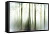 Whiteforest-Viviane Fedieu Daniel-Framed Stretched Canvas