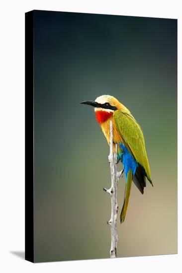 Whitefronted Bee-Eater (Merops Bullockoides) Kruger National Park (South Africa)-Johan Swanepoel-Stretched Canvas