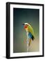 Whitefronted Bee-Eater (Merops Bullockoides) Kruger National Park (South Africa)-Johan Swanepoel-Framed Photographic Print