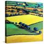 Whiteleaved oak-Paul Powis-Stretched Canvas