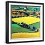 Whiteleaved oak-Paul Powis-Framed Giclee Print