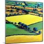 Whiteleaved oak-Paul Powis-Mounted Giclee Print