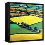 Whiteleaved oak-Paul Powis-Framed Stretched Canvas