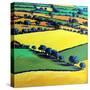 Whiteleaved oak-Paul Powis-Stretched Canvas