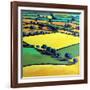 Whiteleaved oak-Paul Powis-Framed Giclee Print