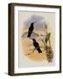 Whitely's Hummingbird, Ionol?ma Whitelyana-John Gould-Framed Giclee Print