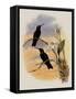 Whitely's Hummingbird, Ionol?ma Whitelyana-John Gould-Framed Stretched Canvas