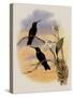 Whitely's Hummingbird, Ionol?ma Whitelyana-John Gould-Stretched Canvas