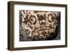 Whitemargin Stargazer Buried in Sand in Ambush-Hal Beral-Framed Photographic Print