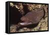 Whitemouth Moray Eel-Hal Beral-Framed Stretched Canvas