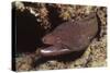 Whitemouth Moray Eel-Hal Beral-Stretched Canvas