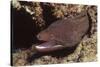 Whitemouth Moray Eel-Hal Beral-Stretched Canvas