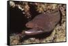 Whitemouth Moray Eel-Hal Beral-Framed Stretched Canvas