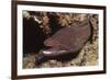 Whitemouth Moray Eel-Hal Beral-Framed Photographic Print