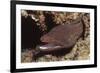 Whitemouth Moray Eel-Hal Beral-Framed Photographic Print