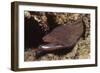 Whitemouth Moray Eel-Hal Beral-Framed Photographic Print