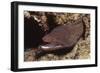 Whitemouth Moray Eel-Hal Beral-Framed Photographic Print