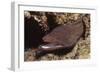 Whitemouth Moray Eel-Hal Beral-Framed Photographic Print