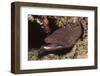Whitemouth Moray Eel-Hal Beral-Framed Photographic Print