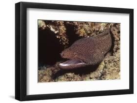 Whitemouth Moray Eel-Hal Beral-Framed Photographic Print