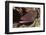 Whitemouth Moray Eel-Hal Beral-Framed Photographic Print