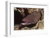 Whitemouth Moray Eel-Hal Beral-Framed Photographic Print