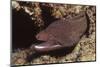 Whitemouth Moray Eel-Hal Beral-Mounted Photographic Print