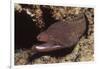 Whitemouth Moray Eel-Hal Beral-Framed Photographic Print