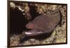 Whitemouth Moray Eel-Hal Beral-Framed Photographic Print