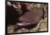 Whitemouth Moray Eel-Hal Beral-Framed Photographic Print