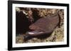 Whitemouth Moray Eel-Hal Beral-Framed Photographic Print