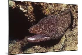 Whitemouth Moray Eel-Hal Beral-Mounted Photographic Print