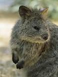 Quokka (Setonix Branchyuras)-Whitepointer-Framed Photographic Print