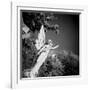 Whitescape-Craig Roberts-Framed Photographic Print