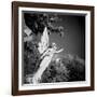 Whitescape-Craig Roberts-Framed Photographic Print