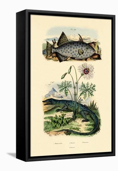 Whitespotted Filefish, 1833-39-null-Framed Stretched Canvas